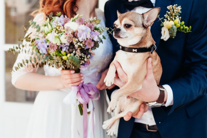 Cachorro no colo dos noivos 