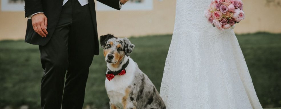 Cachorro posando para a foto junto com o casal de noivos