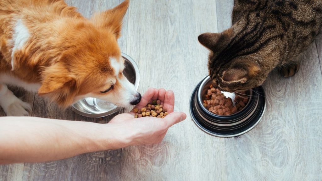 Cão e gato se alimentando