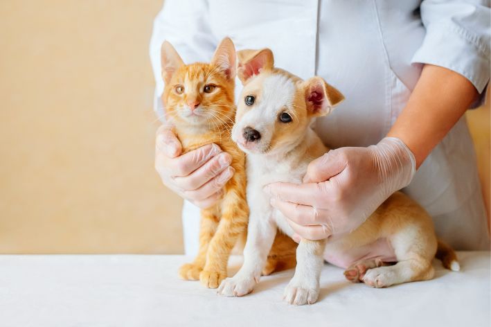 Cão e gato no veterinário