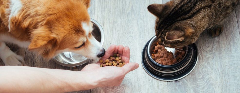 Cão e gato se alimentando
