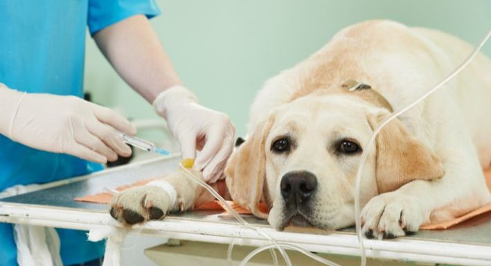 Cachorro no veterinário