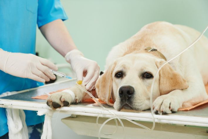 Cachorro no veterinário