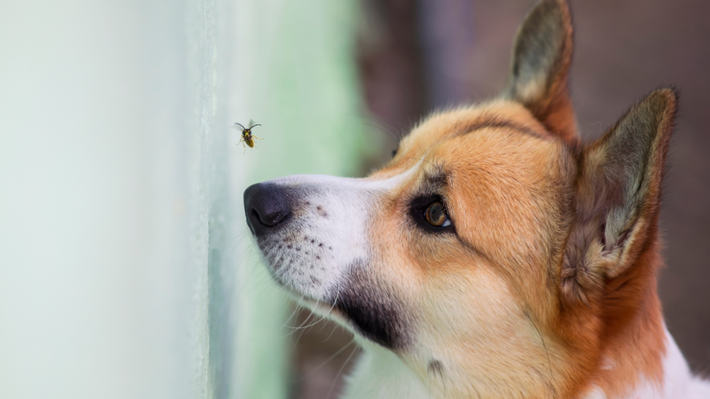 cachorro olhando para abelha