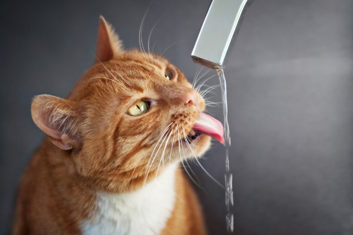 gato bebendo agua