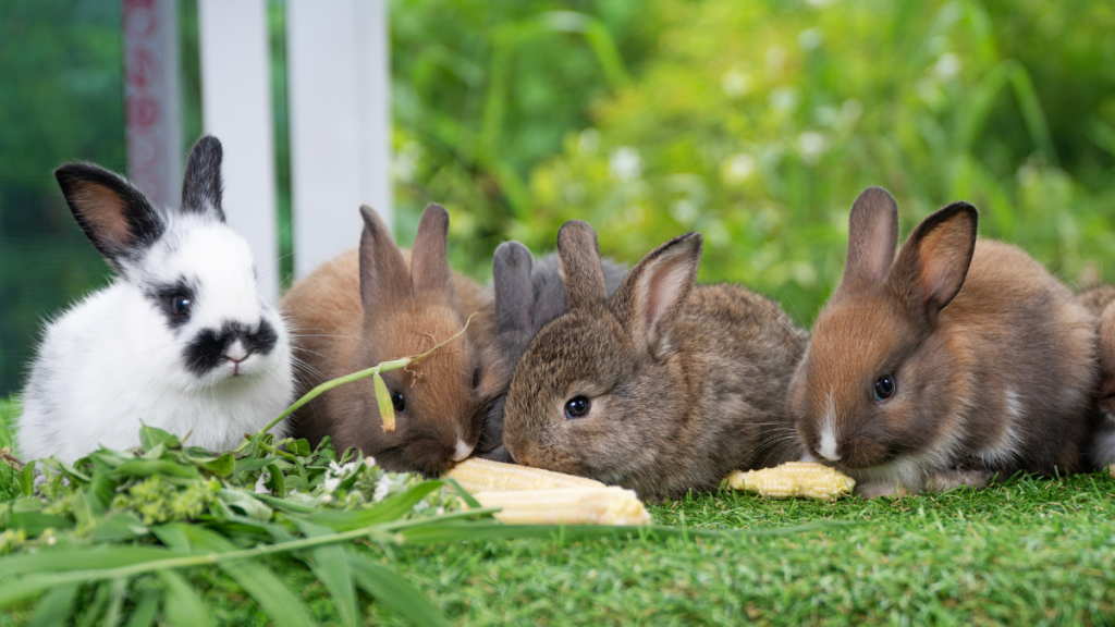 Responda essas perguntas e lhe daremos um animal exótico de estimação!