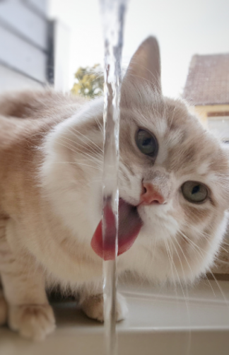 gato-bebendo-agua (2)