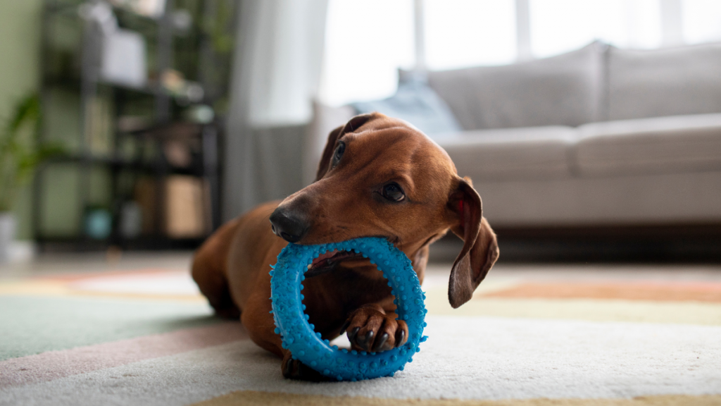 Dia Mundial do Cachorro: 40 nomes masculinos para o seu cão