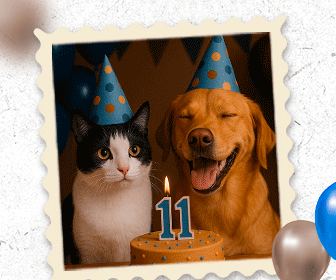 Aniversário Pet Anjo 11 Anos