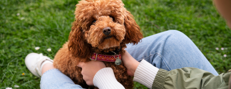 Primeira noite com filhote PetAnjo-Blog