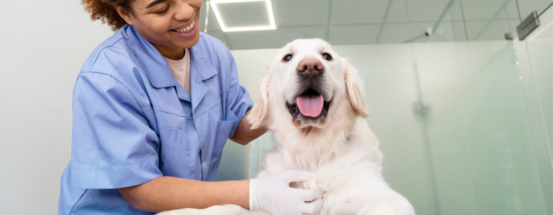 o que levar para um consulta veterinaria -PetAnjo-Blog