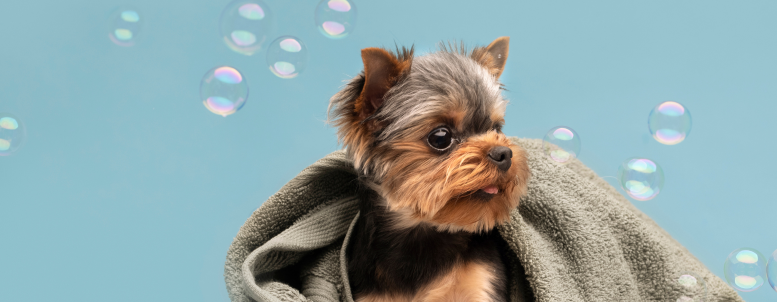 banho e tosa é um bom negócio