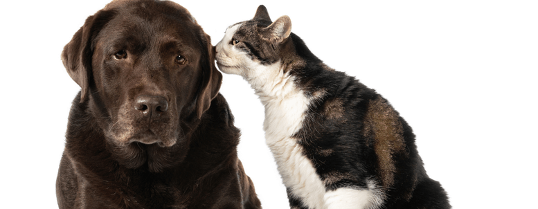 Cuidados com pets em casa