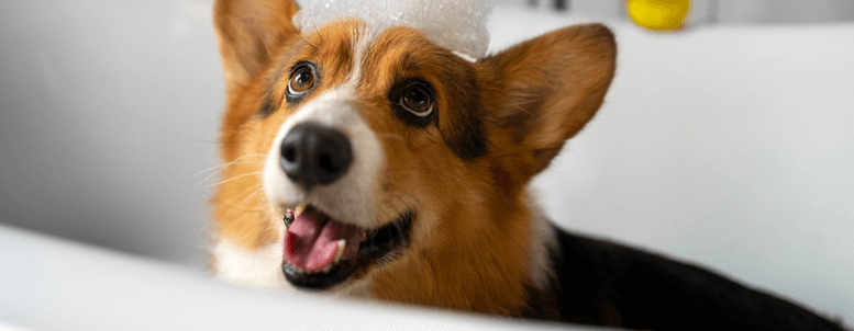 Pode dar banho todo dia (1)