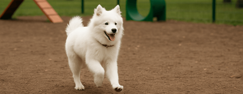 fatores para banho em cachorro